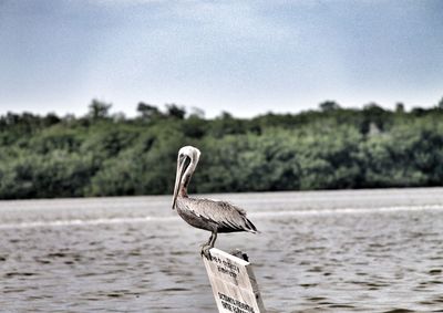 Side view of pelican on signboard in water