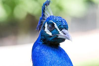 Close-up of a peacock