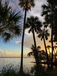 Palm trees on beach against sky during sunset