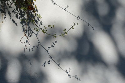 Plant growing on tree trunk