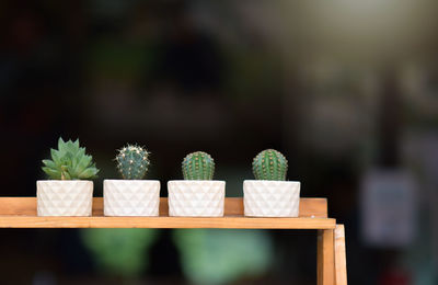 Close-up of potted plant on table