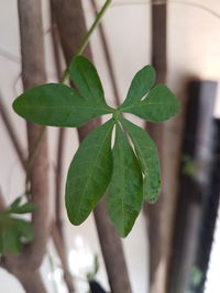 Close-up of fresh green plant