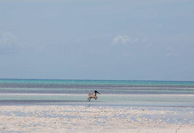 View of horse on beach against sky