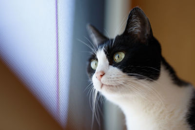 Close-up of cat looking away