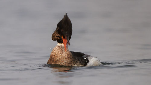 Duck swimming in a lake