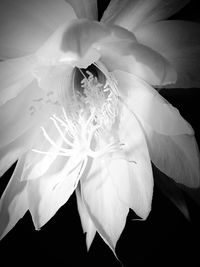 Close-up of white flower