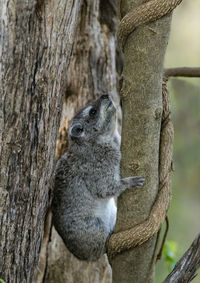 Close-up of squirrel on tree trunk