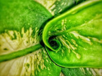 Close-up of green leaves