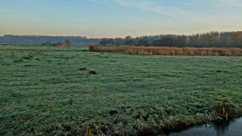 Scenic view of agricultural field against sky