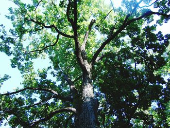 Low angle view of trees in forest against sky