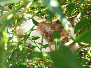 Cat hiding behind the grass