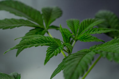 Close-up of leaves