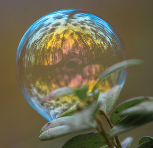 Close-up of bubble on plant outdoors