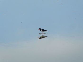 Bird flying over a lake