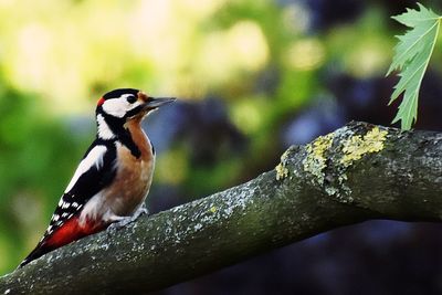 Close-up of bird perching on a tree