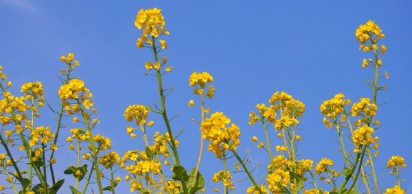 Low angle view of flowers against clear blue sky