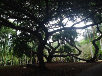 Trees in forest
