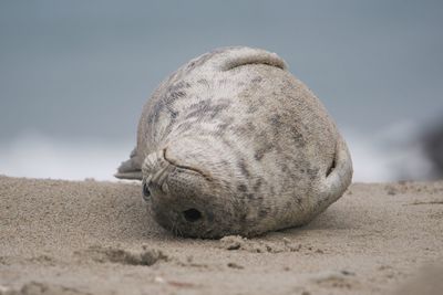 Seal on helgoland