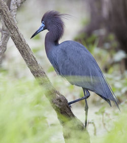 Bird perching on a branch