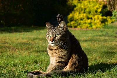 Cat relaxing on field