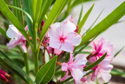 Close-up of pink flowering plant