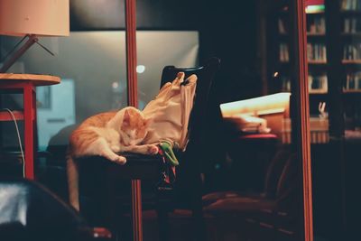 pets