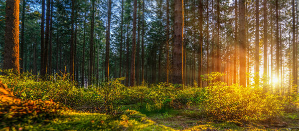 Pine trees in forest during autumn