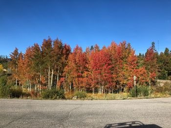 Trees by road against sky during autumn