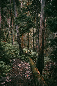 Trees growing in forest