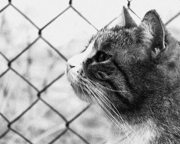 Close-up of cat looking away