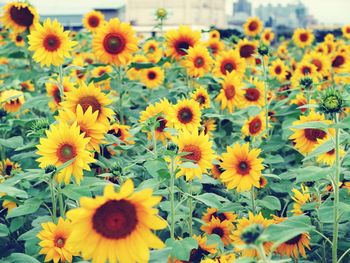 Sunflowers blooming in park