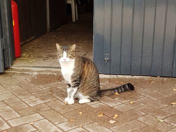 Cat sitting on footpath by door