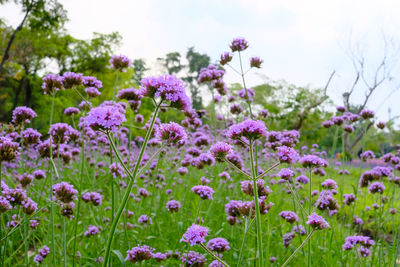 Close-up of purple flowering plants on field against sky