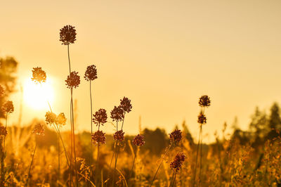 Scenic view of flowering plants on field against sky during sunset