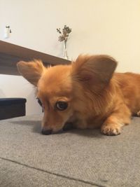 Dog lying on floor