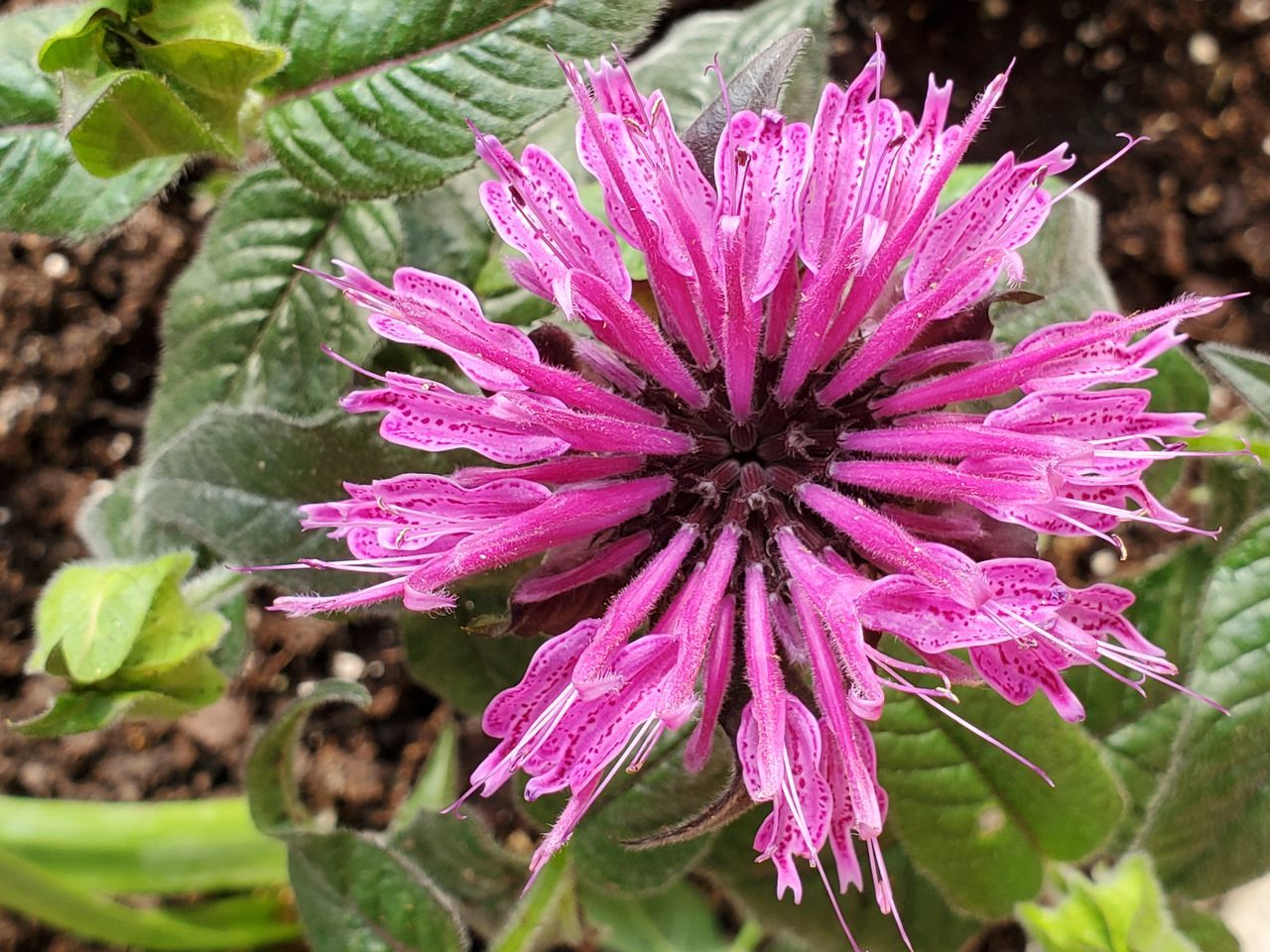 CLOSE-UP OF PINK ROSE FLOWER