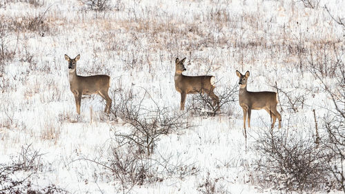 Roe deers in winter meadow ,capreolus capreolus