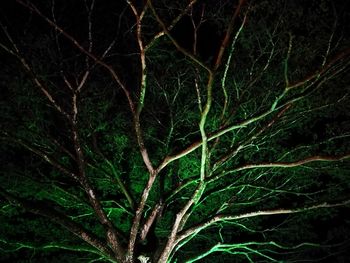 Full frame shot of tree against sky at night