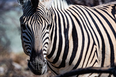 Close-up of zebra