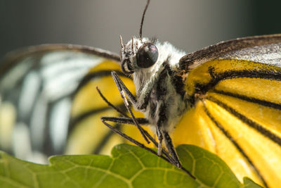 Butterfly on plant