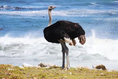 High angle view of gray heron by sea