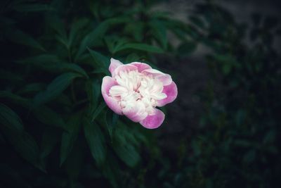 Close-up of pink rose flower