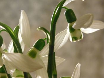 Close-up of white flowers