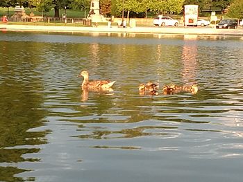 Ducks swimming in lake