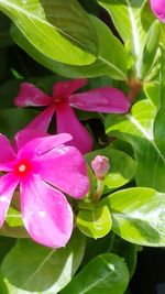 Close-up of pink flowers blooming outdoors