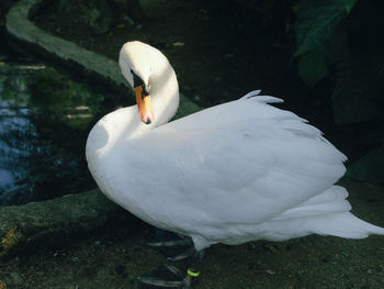 Close-up of swan swimming in lake