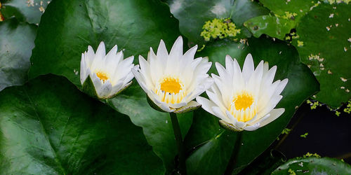 Close-up of white water lily