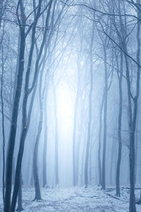 Trees in forest during winter