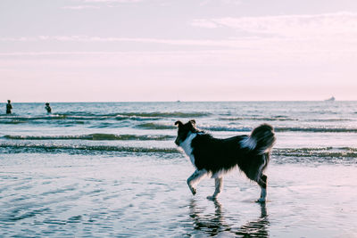 Full length of dog on beach