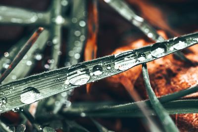 Close-up of raindrops on metal